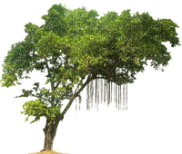 tree - png gratuito