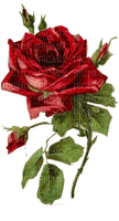 róża - 免费PNG