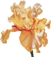 kwiaty - Gratis geanimeerde GIF