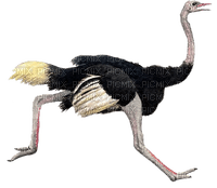 Kaz_Creations Ostrich  Birds Bird - nemokama png