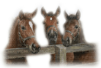 chevaux ** - png grátis