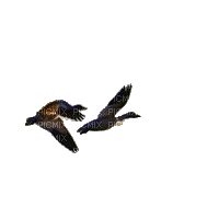 duck katrin - Animovaný GIF zadarmo