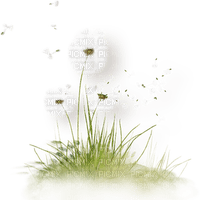 cecily-fleurs (pissenlits) - PNG gratuit