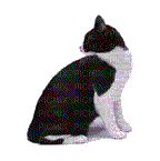 gato - GIF animé gratuit