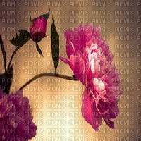 flowers peony, peonies bp - nemokama png