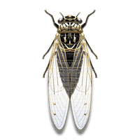 cicada - zadarmo png