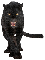 black panther.Z - Gratis geanimeerde GIF