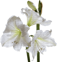 białe lilie - PNG gratuit