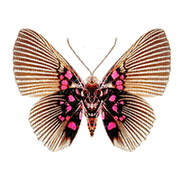 all my butterflys - Gratis geanimeerde GIF