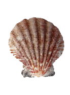 Shells katrin - gratis png