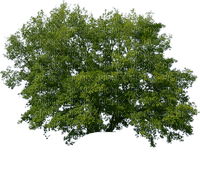 Baum - фрее пнг