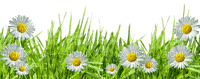Kaz_Creations Garden-Deco-Grass - zadarmo png