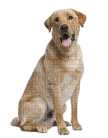 Dog - Labrador Retriever - kostenlos png