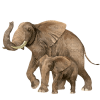 djur-elefanter - darmowe png