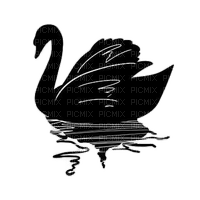 Cygne noir - 免费PNG