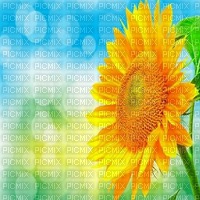 sunflower sonnenblume tournesol - zadarmo png
