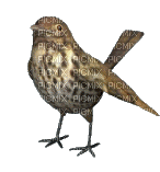 Bird - GIF animate gratis
