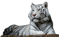 tiger  by nataliplus - besplatni png