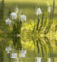 Snowdrop Spring - Zdarma animovaný GIF