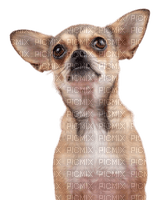 Chihuahua - безплатен png