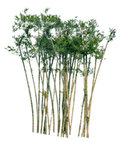 bamboo - Free PNG