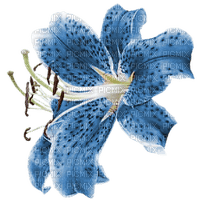 Blue Lily - PNG gratuit