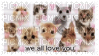 kitten stamp - png gratis
