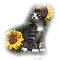 chaton adorable - δωρεάν png