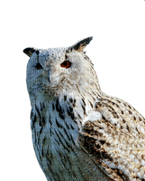 pöllö, owl - PNG gratuit