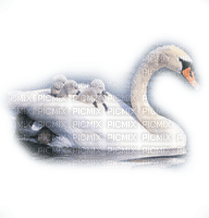 Swan*kn* - png gratis
