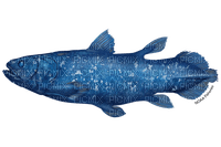 coelacanth [NOAA] - gratis png