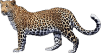 Kaz_Creations Leopard - 免费PNG