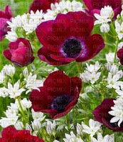 Blumen, Anemonen - 免费PNG