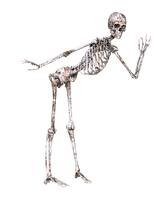 skeleton - kostenlos png