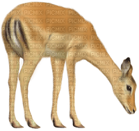 rådjur-djur-minou52 - darmowe png