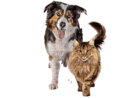 dog and cat - zdarma png