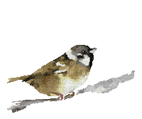 Bird.Oiseau.Pàjaro.gif.Winter.Victoriabea - Free animated GIF