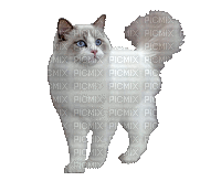 chat - Ilmainen animoitu GIF
