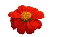 kukka, flower, fleur - ingyenes png