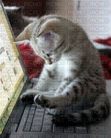 maj  chat ordinateur - png grátis