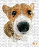 kikou/chien - GIF animé gratuit