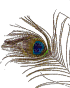 Peacock feather - besplatni png
