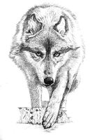 Wolf - δωρεάν png