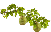 Pear  -  Bogusia - Free PNG