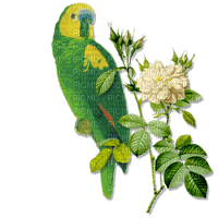 Kaz_Creations Birds Bird Parrot - bezmaksas png