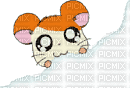 hamster - Bezmaksas animēts GIF