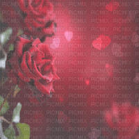 red roses transparent bg rouge fond rose - PNG gratuit