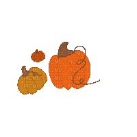 Pumpkins - GIF animasi gratis