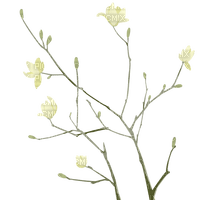 Branch green flowers - nemokama png
