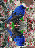 Birds bp - Безплатен анимиран GIF